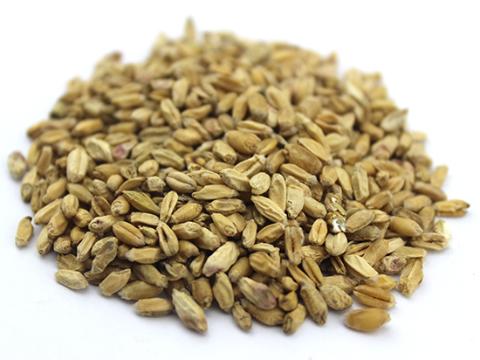 浮小麦不是小麦 使用时需注意鉴别