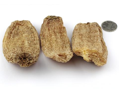 天麻高产栽培应注意的四大主要环节