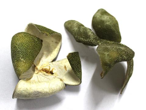 青皮真伪的简易鉴别