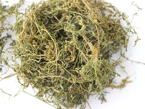 教你如何快速鉴别鹅不食草的真伪