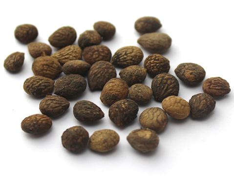 蕤仁的鉴别方法